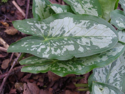 Arum concinnatum 'Agia-Vavara'